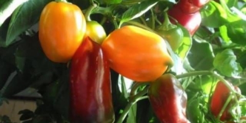 Najranije sorte paprike za moskovsku regiju